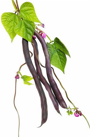 simsearch:400-05744520,k - Violet kidney beans with leaves and flowers isolated on white background Stock Photo - Budget Royalty-Free & Subscription, Code: 400-05878676