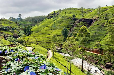simsearch:400-05905687,k - Shot of the countryside with tea plants Stock Photo - Budget Royalty-Free & Subscription, Code: 400-05879081
