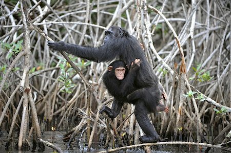 Chimpanzee with a cub. The chimpanzee with a cub on roots mangrove thickets Foto de stock - Super Valor sin royalties y Suscripción, Código: 400-05879449