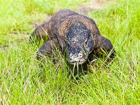 Portrait of  Komodo Dragon (Varanus komodoensis). Rinca Stock Photo - Budget Royalty-Free & Subscription, Code: 400-05884646