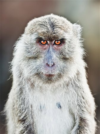 Portrait of a macaque looking at camera Stock Photo - Budget Royalty-Free & Subscription, Code: 400-05884642