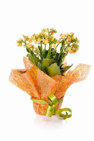 flowering kalanchoe wrapped as a gift isolated on white Stock Photo - Budget Royalty-Free & Subscription, Code: 400-05884689