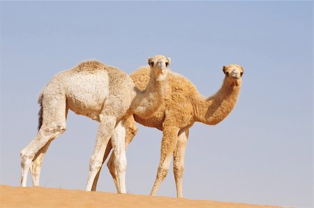 two baby single hump camels walking in desert Stock Photo - Budget Royalty-Free & Subscription, Code: 400-05884769