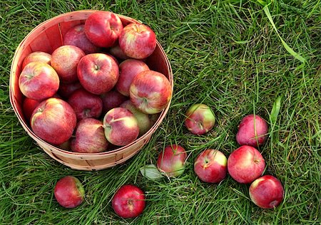 simsearch:846-03164224,k - Overhead shot of a basket of freshly picked apples in grass Stock Photo - Budget Royalty-Free & Subscription, Code: 400-05884792