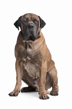 simsearch:400-05732964,k - Boerboel in front of a white background Stock Photo - Budget Royalty-Free & Subscription, Code: 400-05885014