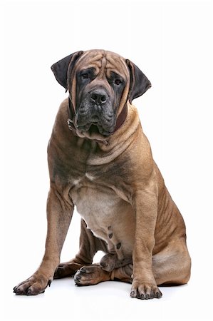 simsearch:400-05732964,k - Boerboel in front of a white background Stock Photo - Budget Royalty-Free & Subscription, Code: 400-05885017