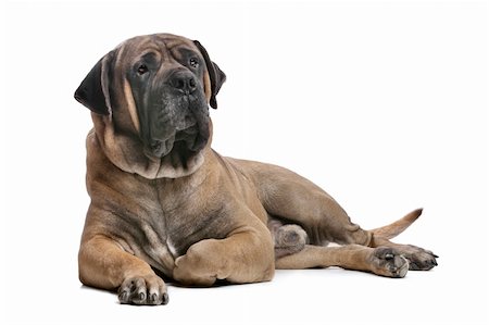 simsearch:400-05732964,k - Boerboel in front of a white background Stock Photo - Budget Royalty-Free & Subscription, Code: 400-05885019