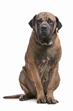 simsearch:400-05732964,k - Boerboel in front of a white background Stock Photo - Budget Royalty-Free & Subscription, Code: 400-05885022