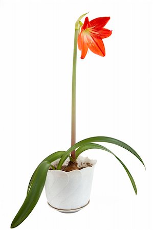 peduncle - Hippeastrum in the white pot on a white background Stock Photo - Budget Royalty-Free & Subscription, Code: 400-05885784