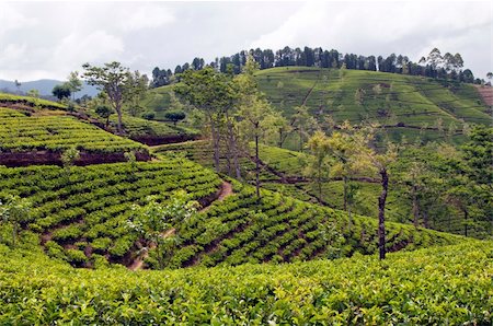 simsearch:400-05905687,k - Shot of the countryside with tea plants Stock Photo - Budget Royalty-Free & Subscription, Code: 400-05885916