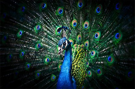 Portrait of Peacock with Feathers Out Stock Photo - Budget Royalty-Free & Subscription, Code: 400-05886248