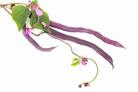 simsearch:400-05744520,k - Violet kidney beans with leaves and flowers isolated on white background Stock Photo - Budget Royalty-Free & Subscription, Code: 400-05886405