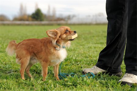 dog stick - portrait of a cute purebred  chihuahua who retrieve a stick Stock Photo - Budget Royalty-Free & Subscription, Code: 400-05887859