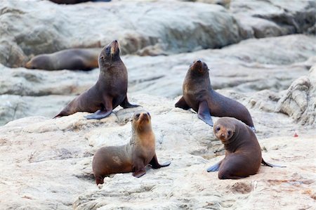simsearch:700-00164988,k - A group of Hooker's Seal Lions on a rock by the New Zealand coast. Stock Photo - Budget Royalty-Free & Subscription, Code: 400-05888361