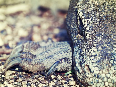 Portrait of  Komodo Dragon (Varanus komodoensis). Rinca Stock Photo - Budget Royalty-Free & Subscription, Code: 400-05888454