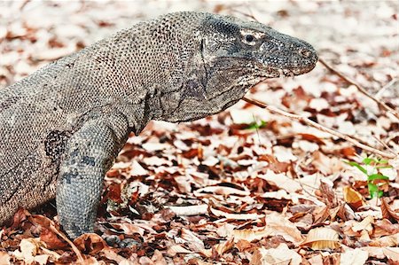 Portrait of  Komodo Dragon (Varanus komodoensis). Rinca Stock Photo - Budget Royalty-Free & Subscription, Code: 400-05888456