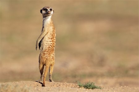 Alert meerkat (Suricata suricatta) standing on guard, Kalahari desert, South Africa Stock Photo - Budget Royalty-Free & Subscription, Code: 400-05888528