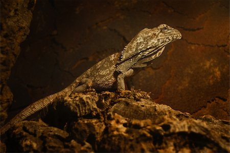 Frill-necked lizard in a terrarium in "Park of birds" Stock Photo - Budget Royalty-Free & Subscription, Code: 400-05889406