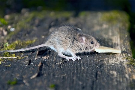 papik (artist) - The little mouse drags a slice of cheese on boards Stock Photo - Budget Royalty-Free & Subscription, Code: 400-05889449