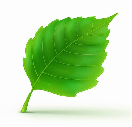 Vector illustration of cool green detailed leaf Stock Photo - Budget Royalty-Free & Subscription, Code: 400-05880074
