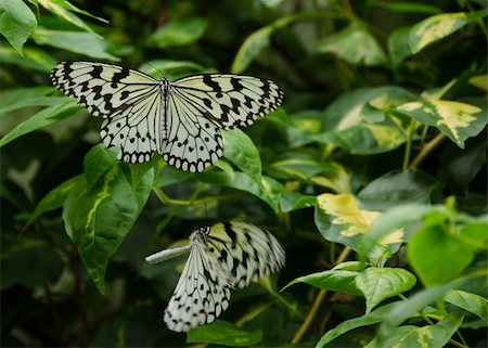 Two large Tree Nymph butterflies, Idea leuconoe, sitting and flying on a green plant Stock Photo - Budget Royalty-Free & Subscription, Code: 400-05882091