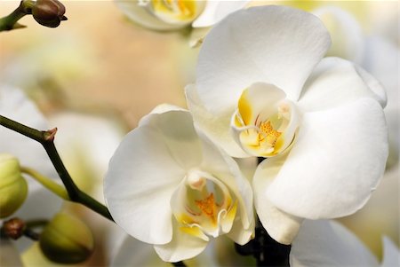 frail - beautiful natural white orchid flowers closeup background Stock Photo - Budget Royalty-Free & Subscription, Code: 400-05882093