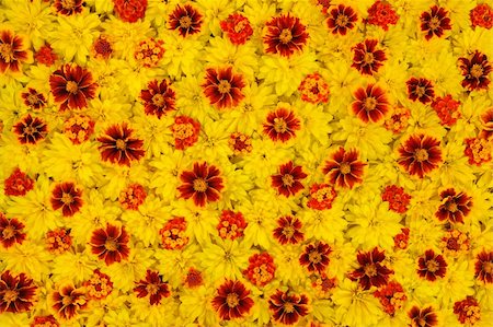 Rudbeckia laciniata, Lantana camara, Tagetes - flower heads Stock Photo - Budget Royalty-Free & Subscription, Code: 400-05882416