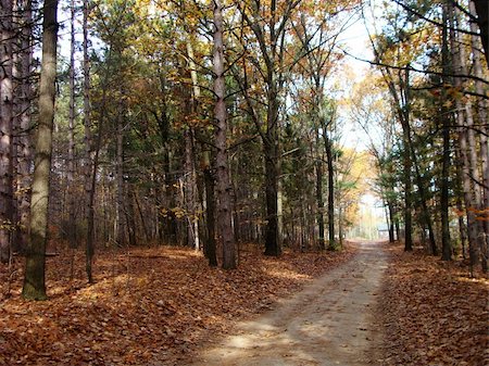 A forest path in up north Michigan. Stock Photo - Budget Royalty-Free & Subscription, Code: 400-05882439