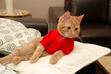 simsearch:400-05701368,k - Kitten is resting on a pillow, wearing a red sweater. Stock Photo - Budget Royalty-Free & Subscription, Code: 400-05882809