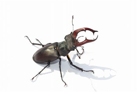 stag beetle sitting on white sheet in the middle Stock Photo - Budget Royalty-Free & Subscription, Code: 400-05883901