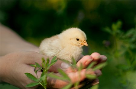 little chick standing in the hands of Stock Photo - Budget Royalty-Free & Subscription, Code: 400-05894228
