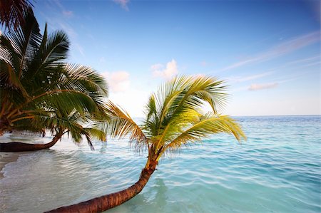 tropical island palm sea and sky Stock Photo - Budget Royalty-Free & Subscription, Code: 400-05896235