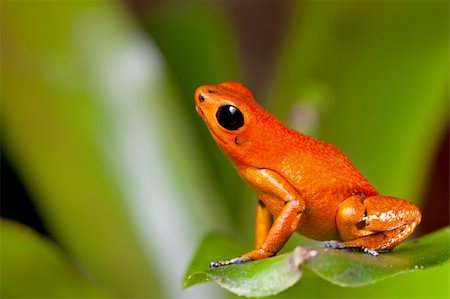 rain forest green animal - frog orange poisonous animal of rain forest panama Exotic poison dart frog terrarium pet Stock Photo - Budget Royalty-Free & Subscription, Code: 400-05896810