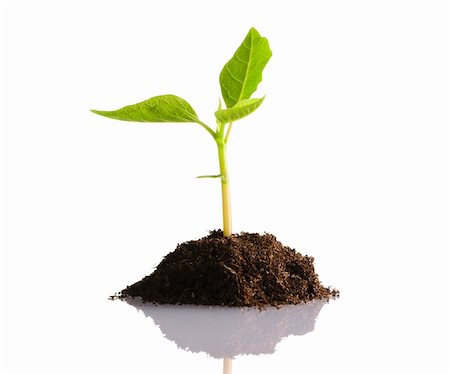 seed growing in soil - Plant isolated on white background Stock Photo - Budget Royalty-Free & Subscription, Code: 400-05897465