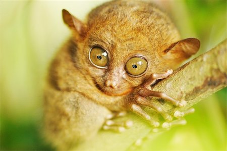 Tarsier monkey in natural environment Stock Photo - Budget Royalty-Free & Subscription, Code: 400-05897474
