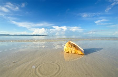 Shell on a beach with reflection Stock Photo - Budget Royalty-Free & Subscription, Code: 400-05897538