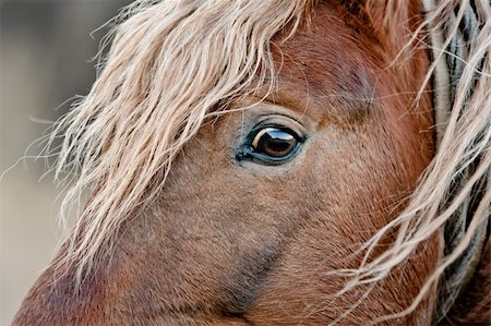 A beautiful horse in the countryside Photographie de stock - Aubaine LD & Abonnement, Code: 400-05899548