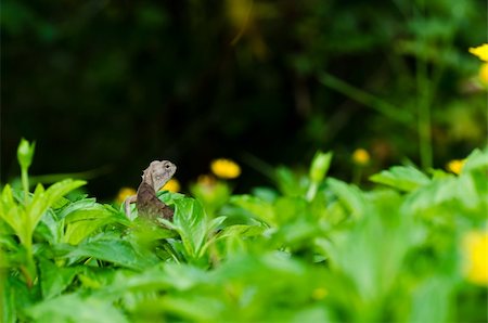 simsearch:400-05181065,k - Lizard in green nature or in park or in the garden Stock Photo - Budget Royalty-Free & Subscription, Code: 400-05899945