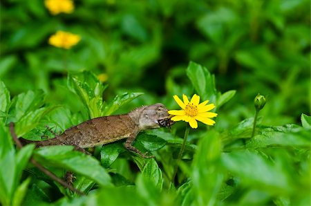 simsearch:400-05181065,k - Lizard in green nature or in park or in the garden Stock Photo - Budget Royalty-Free & Subscription, Code: 400-05899947