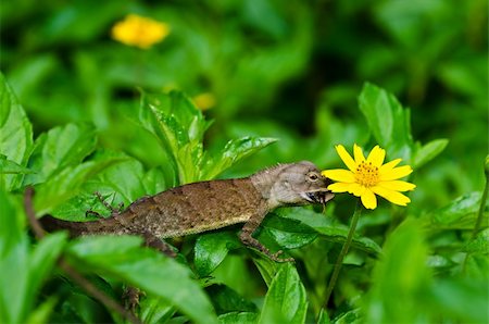 simsearch:400-05181065,k - Lizard in green nature or in park or in the garden Stock Photo - Budget Royalty-Free & Subscription, Code: 400-05899948