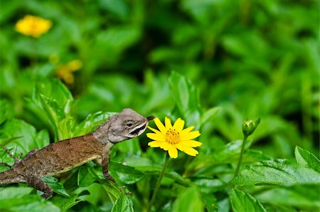 simsearch:400-05181065,k - Lizard in green nature or in park or in the garden Stock Photo - Budget Royalty-Free & Subscription, Code: 400-05899949