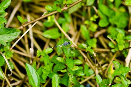 simsearch:400-04710191,k - dragonfly in garden or in green nature Stock Photo - Budget Royalty-Free & Subscription, Code: 400-05899958