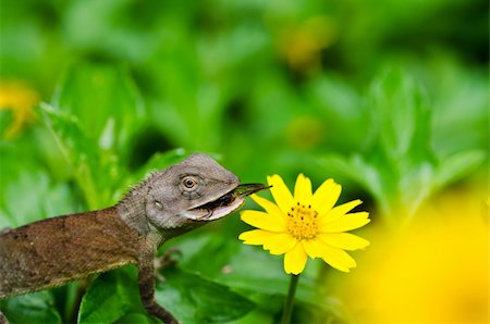 simsearch:400-05181065,k - Lizard in green nature or in park or in the garden Stock Photo - Budget Royalty-Free & Subscription, Code: 400-05899950