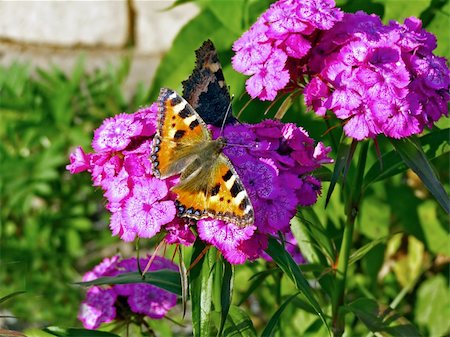 simsearch:400-06101053,k - butterfly on lilac flower Photographie de stock - Aubaine LD & Abonnement, Code: 400-05890064