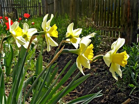 narcissuses illuminated sun Stock Photo - Budget Royalty-Free & Subscription, Code: 400-05890125