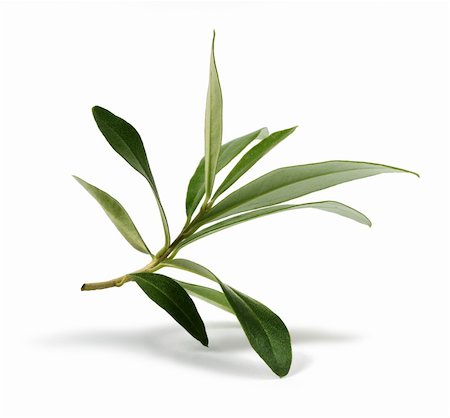 Fresh olive branch leaves isolated on white background Stock Photo - Budget Royalty-Free & Subscription, Code: 400-05890799