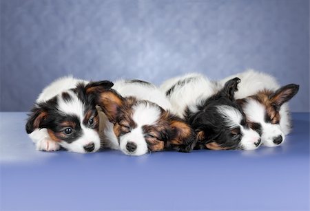 simsearch:400-06641109,k - Four small sleeping Papillon Puppies on a blue background Stock Photo - Budget Royalty-Free & Subscription, Code: 400-05891666