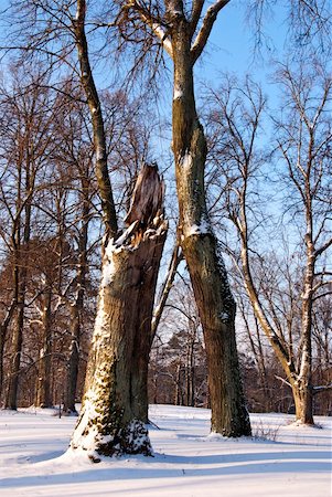 Part of broken maple trunk. Natural fragment of winter park. Snow on ground. Stock Photo - Budget Royalty-Free & Subscription, Code: 400-05891771