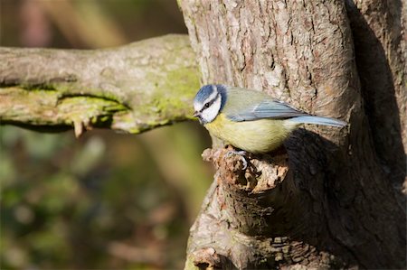 simsearch:400-04604339,k - Blue Tit  (Parus caeruleus)  perched on a tree Stock Photo - Budget Royalty-Free & Subscription, Code: 400-05893523