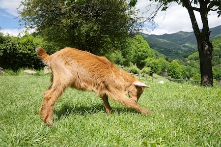 simsearch:400-05294140,k - young goat at Asturias countryside in Spain Stock Photo - Budget Royalty-Free & Subscription, Code: 400-05893962